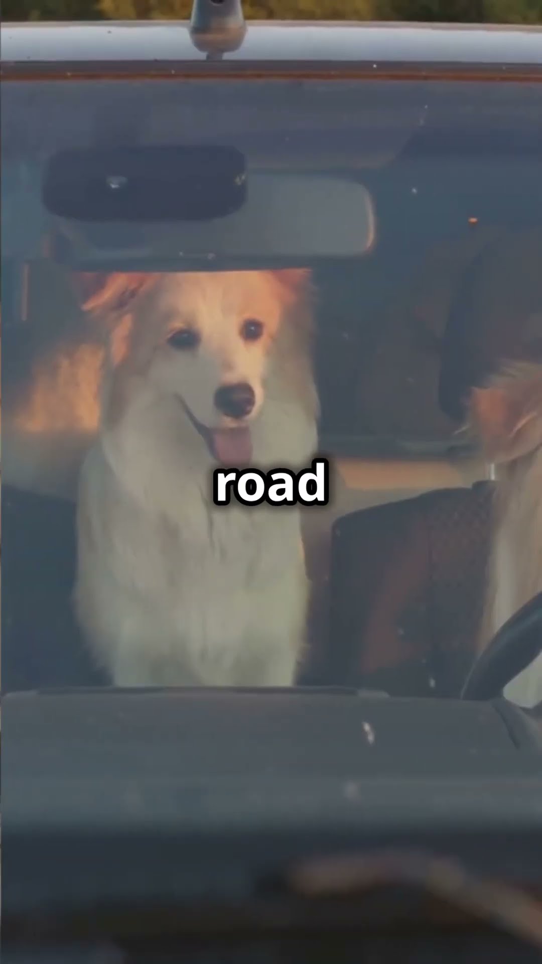 Dogs driving cars funny short dog dogs car hilarious animals