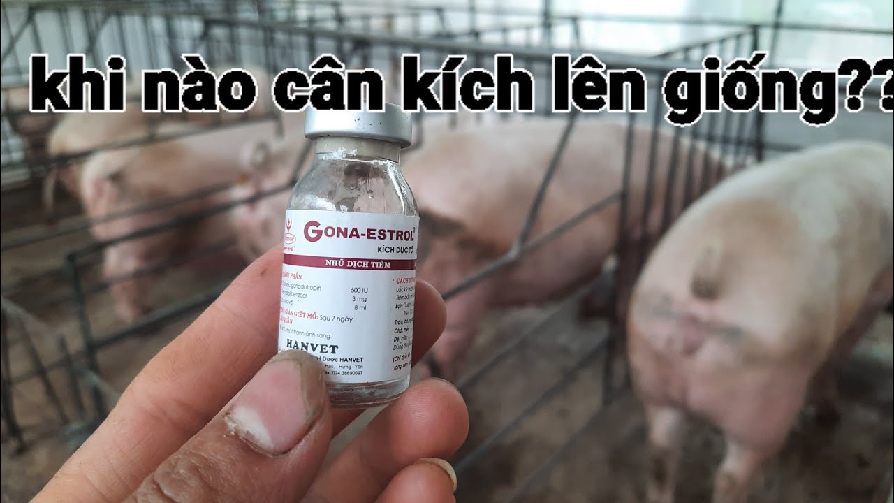 Kích heo lên giống đúng cách và khi nào cần kích lên giống?