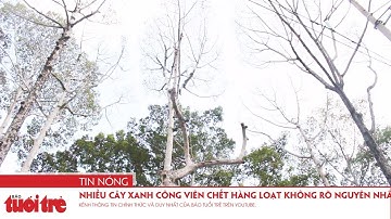 Nhiều cây xanh công viên chết hàng loạt không rõ nguyên nhân