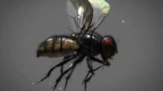 3d housefly