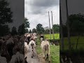 रोड पर गाय का काफिला।cow on the road.#cow #road #shorts #viral #vlogs #bikerider