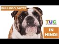 BULLDOG Dog Facts In Hindi | Dog Facts | Popular Dogs | The Ultimate Channel