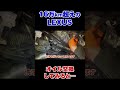 【オイルライン洗浄】過走行のレクサスはオイル交換で良くなる？【レクサスIS】