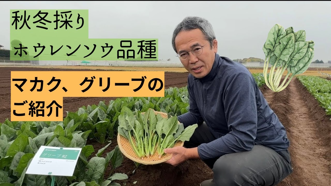 高田種苗オンライン / ホウレンソウ品種 グリーブGrebe RZ （旧名