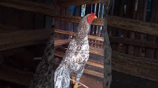 Kattu Seval | Keeri | oldline breed