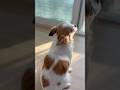I wanna go out…#dogshorts