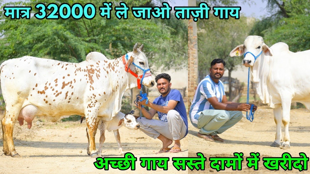 32000 में खरीद लो बछड़ी वाली गाय!! 17 लीटर तक दूध वाली 11 गाय बिकाऊ। 11 Desi Breed Cows For Sale