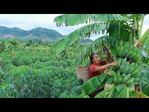 Video: Stoat: Tabiat Dan Kaedah Mendapatkan Makanan