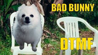 Bad Bunny - DtMF (Cover Perro)