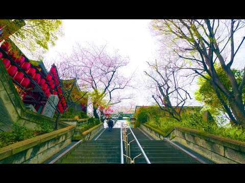 市谷亀岡八幡宮の桜 2024年4月6日　令和6年 みんなのアルバム