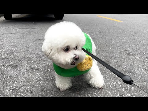 산책 코스가 병원 가는 길이었을 때 강아지 반응 (+ 보리똥꾸몽)