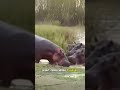 Hippos Clash Over Antelope Carcass in Rare Wildlife Showdown! #WildlifeDrama #Hippo #PredatorVsPrey