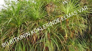 İşte Elmaslarin Yeri̇ni̇ Gösteren O Bi̇tki̇