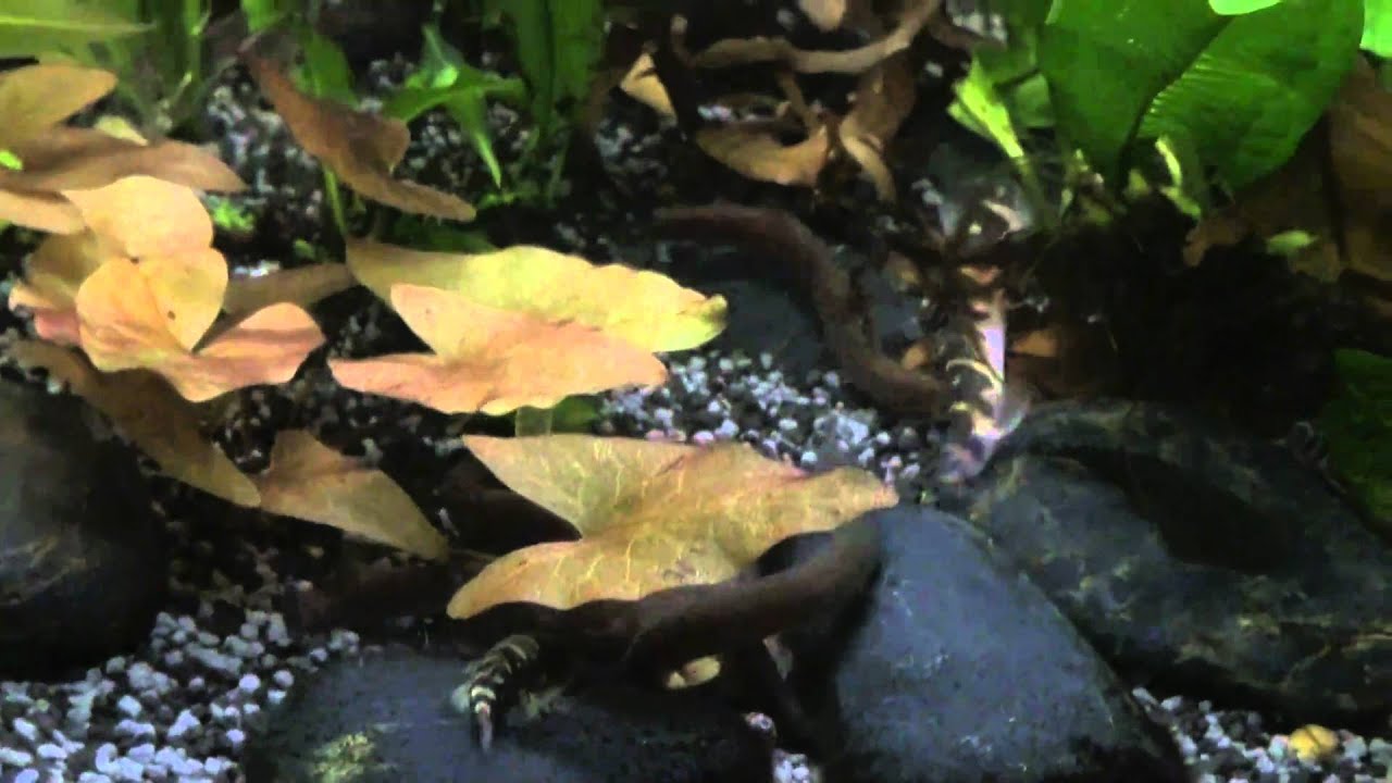 пангио облонга 20110203162557.m2ts