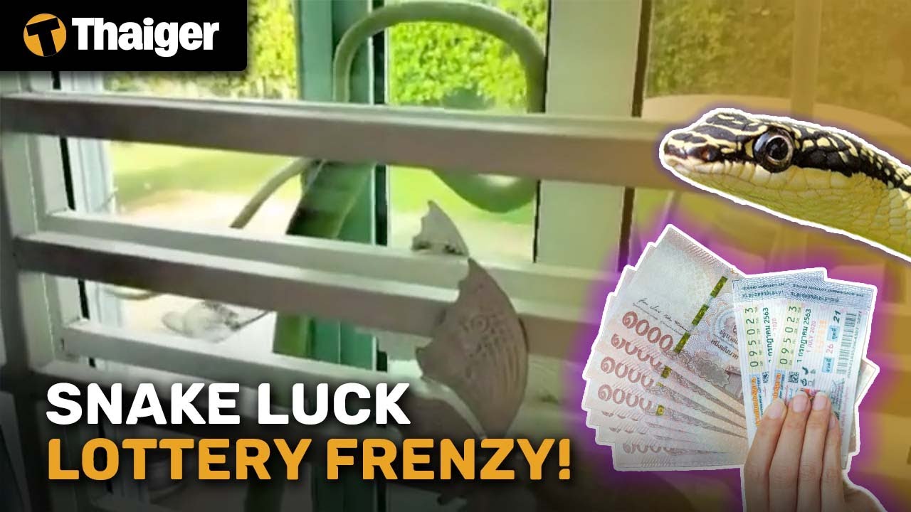 Thailand News Snake Luck Lottery Frenzy YouTube thailand-news-snake-luck-lottery-frenzy-youtube
