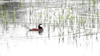 Ruddy Duck All Fired Up