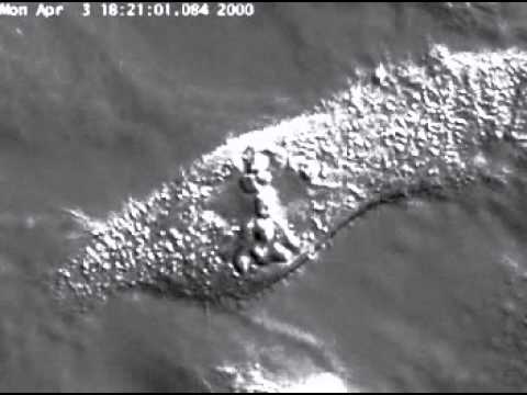 Animal Mitosis Time Lapse Youtube