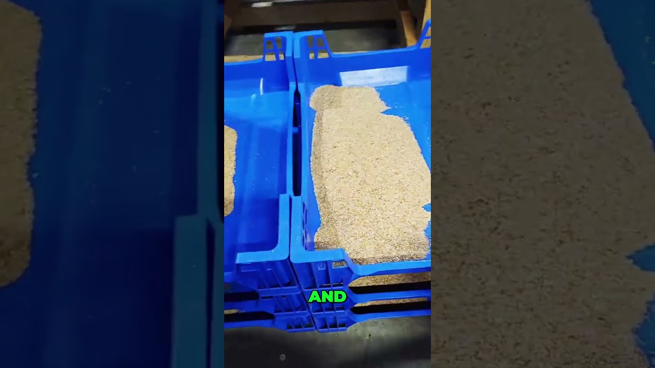 Effective Pest Control: Tips for a Bug-Free Home