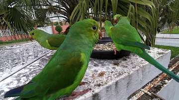 Como chamar periquito verde?