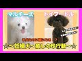 【犬の妊娠】犬の可愛い珍行動♡妊娠検査〜診察料金など、のんびりレポ♡