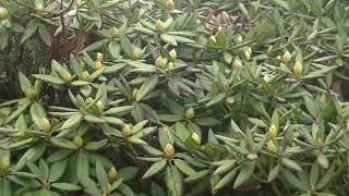 1030403石門山玉山杜鵑花況1