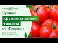 Лучшие крупноплодные томаты