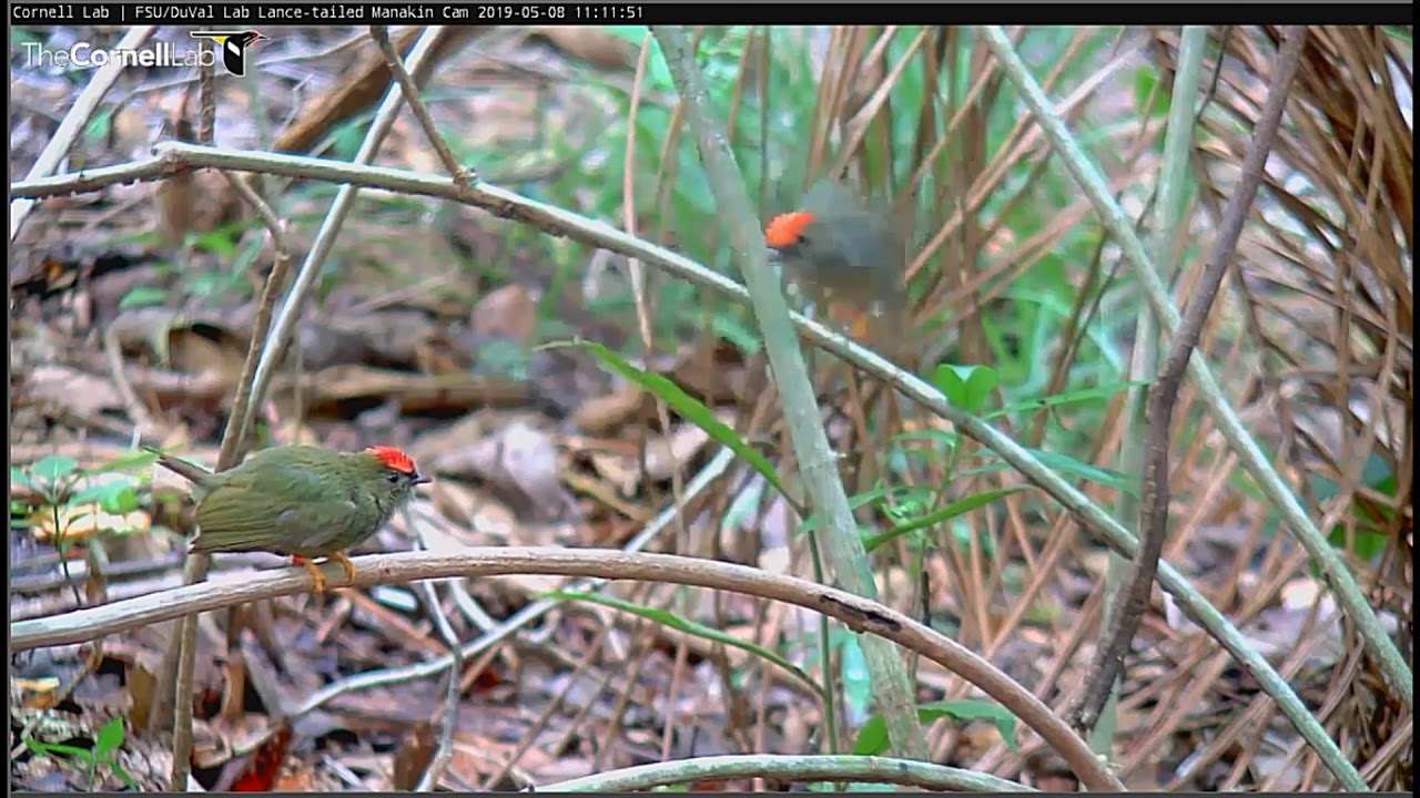Lance tailed Manakins 