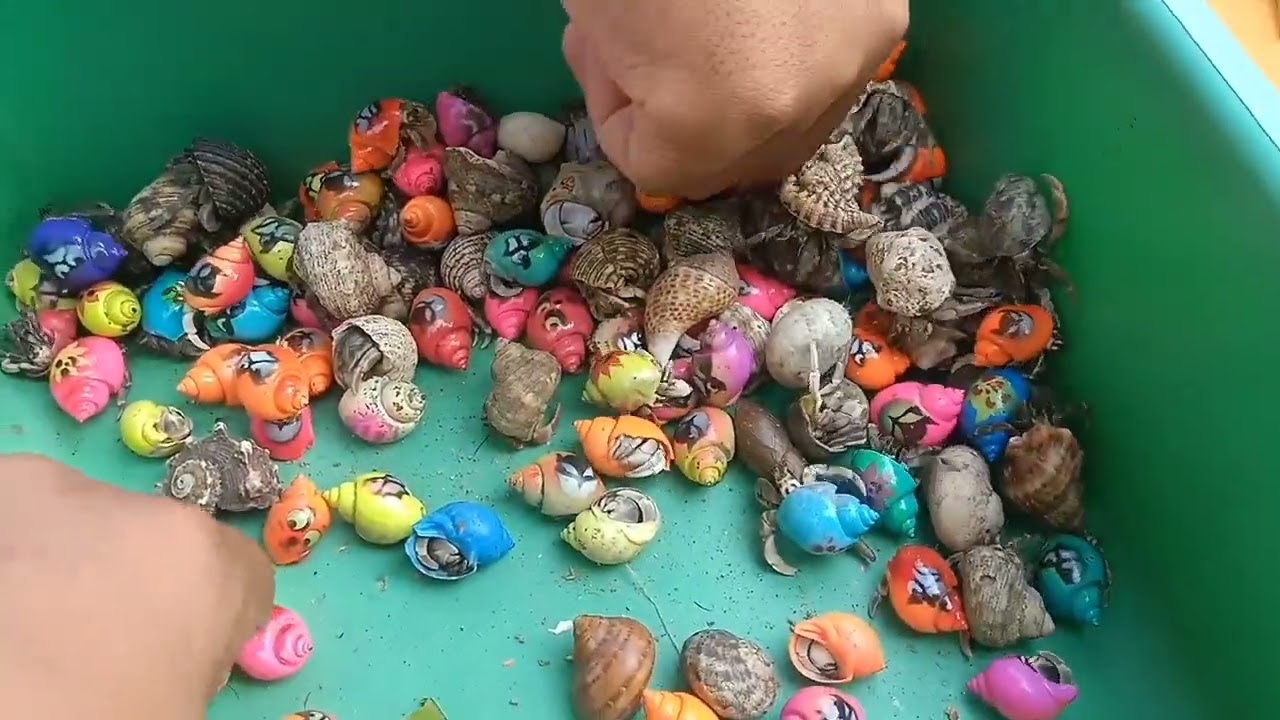 Mencari ikan buntal dan ikan hias, kelomang, keong, kepiting, ikan laut, belut, starfish, hewan laut