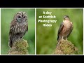 Wildlife Photography: A Day at Scottish Photography Hides