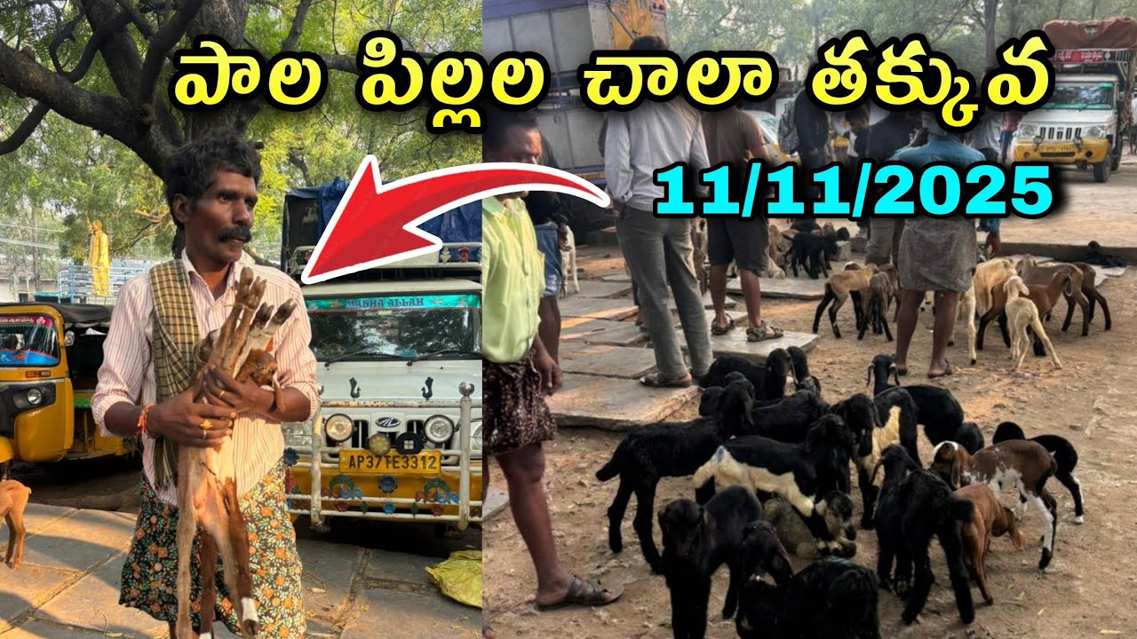 పాలపిల్లలు చాలా తక్కువ కదిరి సంత#goatfarming #కదిరిసంత #kadirimarket #milkgoats 