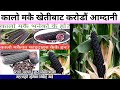           black corn in nepal  krishi sandesh