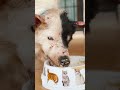 Amazing transformation of injured dog