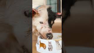 Amazing transformation of injured dog