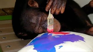 Bubbles the Chimp's artwork on display in Miami