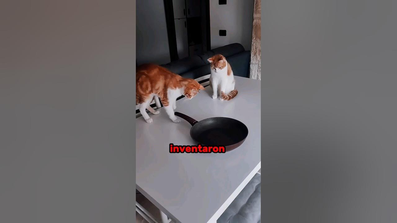 Los Mejores Videos de Gatos Chistosos 2023 #485 