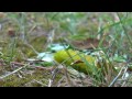 Travels With Charlie- Lessons from a Caterpillar