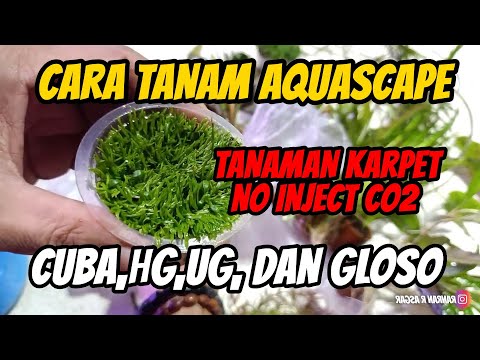 #ranggaek3---proses-planting-tanaman-karpet-dan-stemplant-aquascape