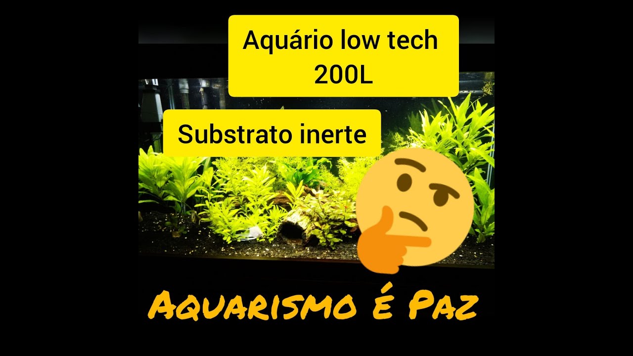 Aquario low tech 200 litros . minhas plantas . substrato inerte