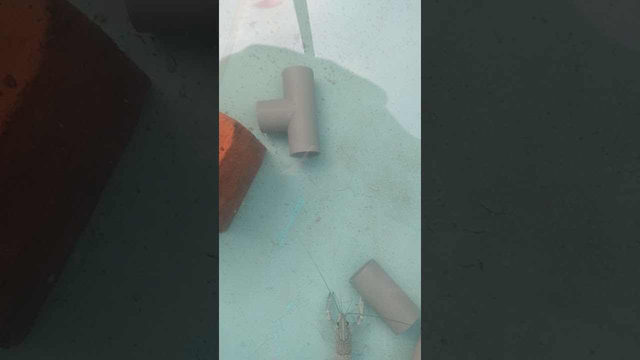 Secret Life of Lobsters (3) - Hide & Seek