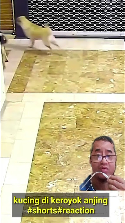 kucing di keroyok anjing#shorts#reaction