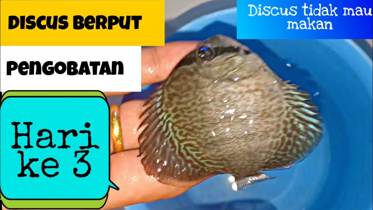 Cara Mengobati Discus Berak Putih, Hari Ke 3 
