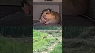 Animal weirdest yawning 🥱#trollface#edit#troll