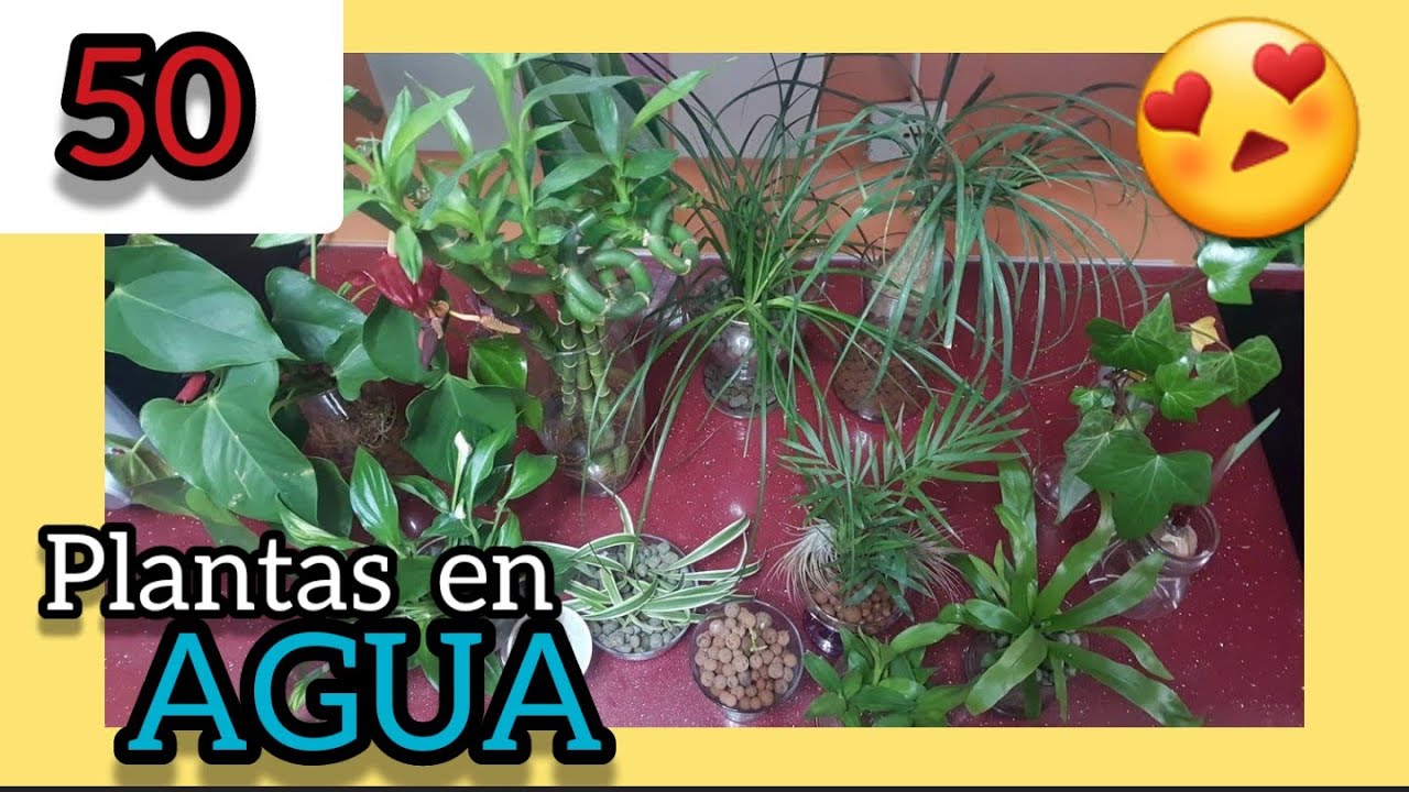 👉👉👉 50 растений в воде без почвы ❤️ Комнатные растения, которые растут в воде для украшения