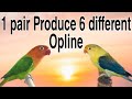 1 pair produce 6 different opline   best love bird pairing