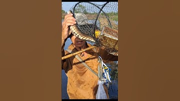 Bắt Cá Lóc Mùa Nước Nổi - Bẩy Dính Cặp Cá Lóc Đồng Mương Ruộng #shorts #bắtCáLócĐồng