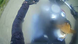 Adonis Mini Bull Terrier On Motorcycle First Ride On Harley