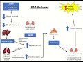 RAA Pathway
