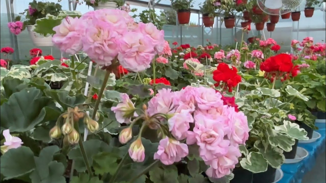 Обзор цветения пеларгоний 30 июня 2025. Часть вторая.