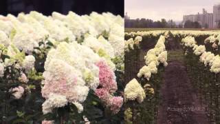 First Editions® Vanilla Strawberry™ Hydrangea Tree