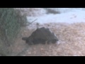 Tortoises are not made for water! Leopard Tortoise crossing a flooded road...